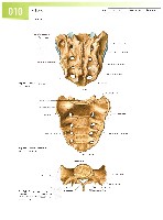 Sobotta  Atlas of Human Anatomy  Trunk, Viscera,Lower Limb Volume2 2006, page 17